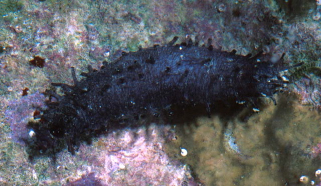 Afrocucumis africana